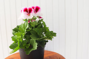 6" Martha Washington Geranium  - Hundred Acre Wood School