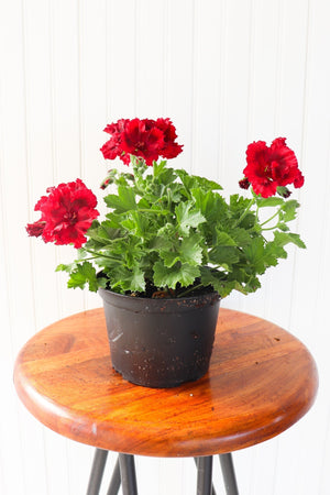6" Martha Washington Geranium  - The Country Learning Centre Inc.