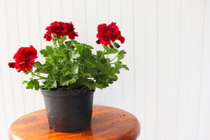 6" Martha Washington Geranium  - St. Joseph Catholic Elementary School