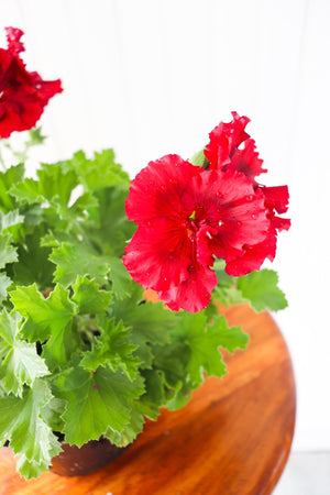 6" Martha Washington Geranium  - Sandwich Secondary School