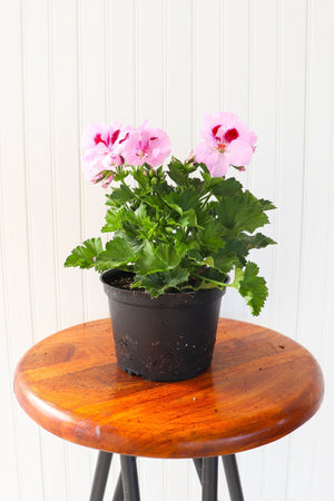 6" Martha Washington Geranium  - South Essex Community Council (SECC)
