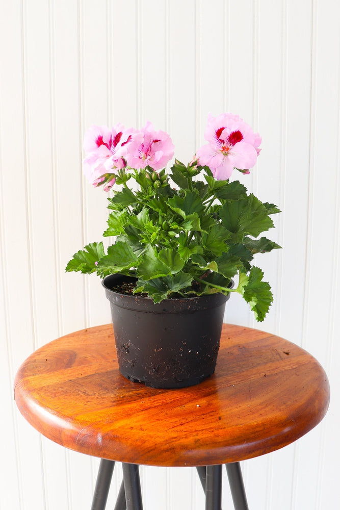 6" Martha Washington Geranium  - The Country Learning Centre Inc.