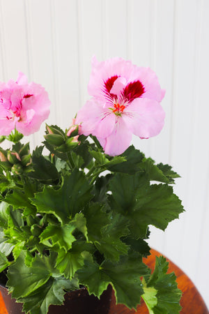 6" Martha Washington Geranium  - South Essex Community Council (SECC)