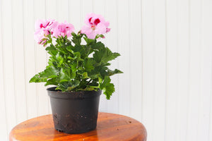 6" Martha Washington Geranium  - South Essex Community Council (SECC)