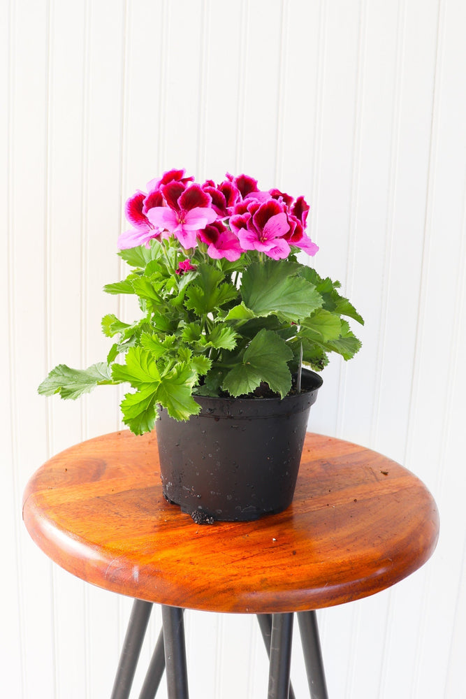 6" Martha Washington Geranium  - Lakeview Montessori