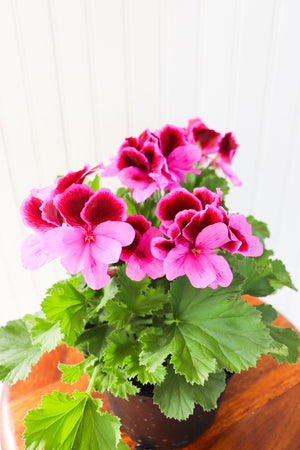 6" Martha Washington Geranium  - Lakeview Montessori