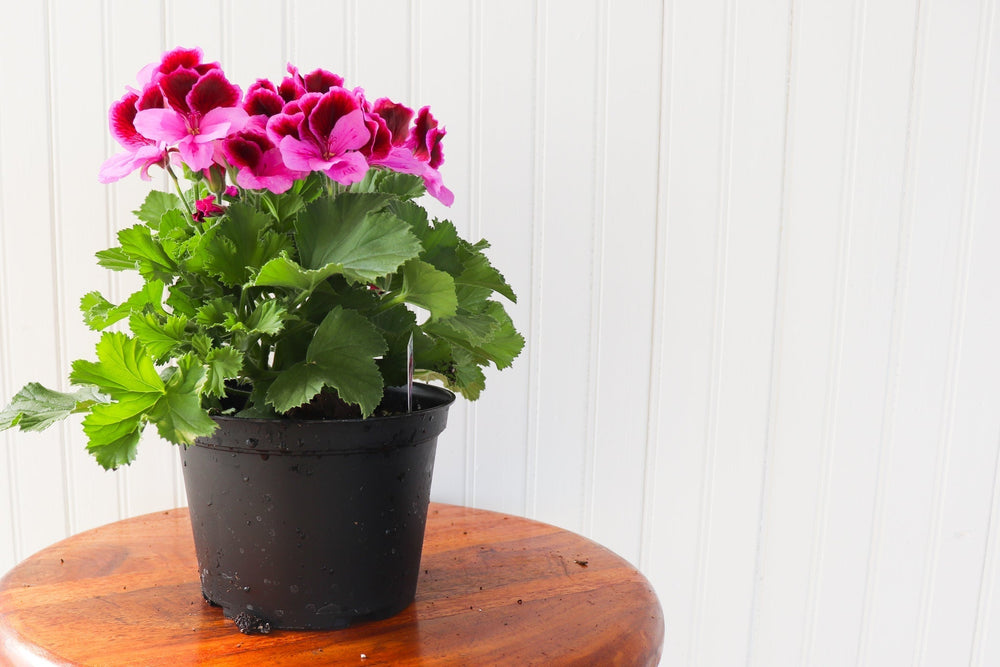 6" Martha Washington Geranium  - Hundred Acre Wood School