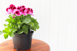 6" Martha Washington Geranium  - Hundred Acre Wood School