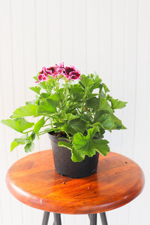 6" Martha Washington Geranium  - St. Joseph Catholic Elementary School
