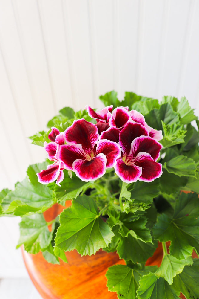 6" Martha Washington Geranium - Erie Migration District School  - Elementary