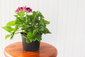 6" Martha Washington Geranium  - Canadian Mental Health Association