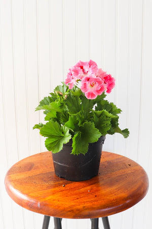 6" Martha Washington Geranium  - St. Joseph Catholic Elementary School
