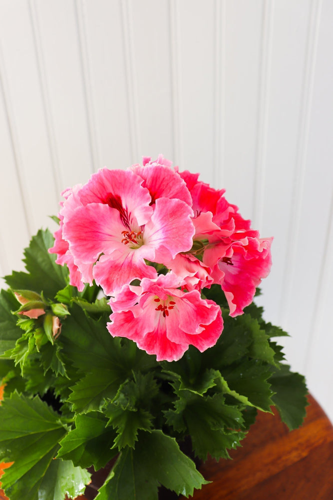 6" Martha Washington Geranium  - Hundred Acre Wood School