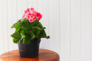 6" Martha Washington Geranium - Erie Migration District School  - Elementary
