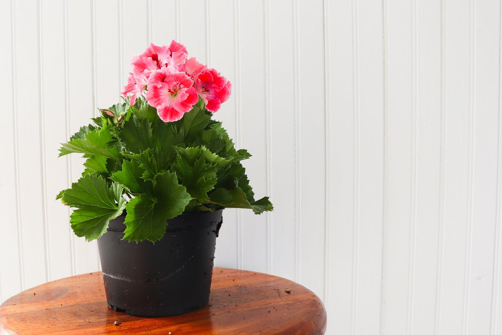 6" Martha Washington Geranium  - Sandwich Secondary School