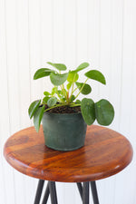 6" Pilea