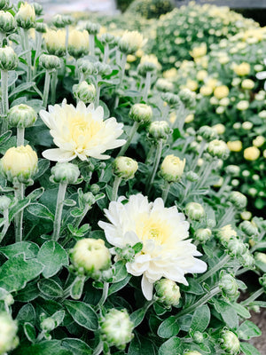 12" Chrysanthemum | Garden "Mum" (Various Colours)