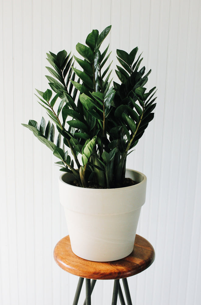 10" Zamioculcas Zamiifolia (ZZ Plant) - Riverside Secondary School