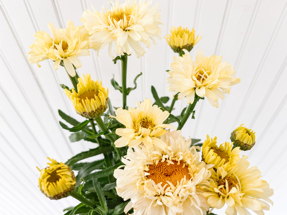 1G Shasta Daisy | Real Charmer
