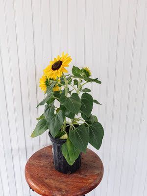 1G Tabletop Suntastic Sunflower