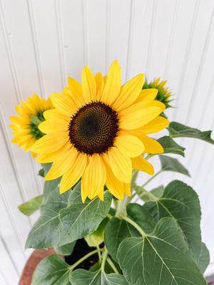 1G Tabletop Suntastic Sunflower