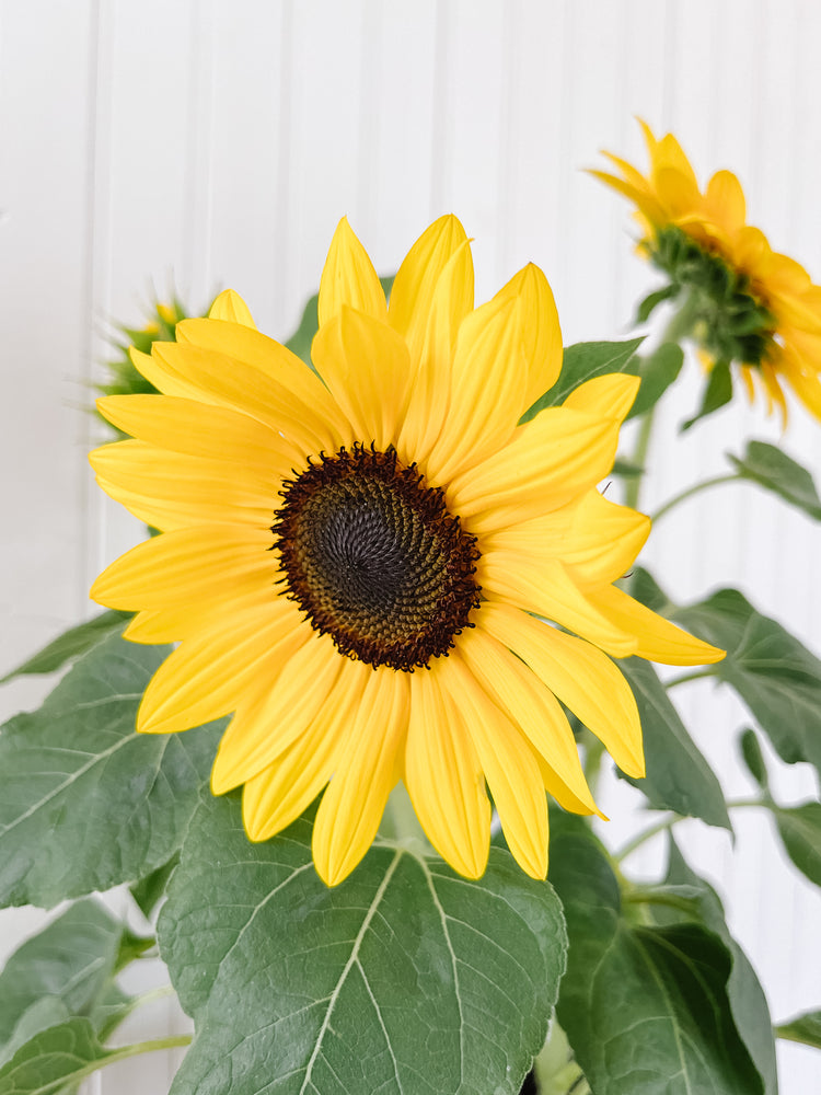 1G Tabletop Suntastic Sunflower
