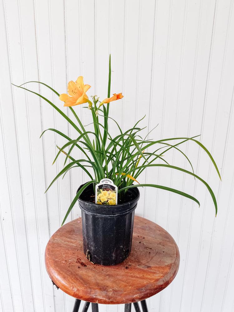 1G Daylily