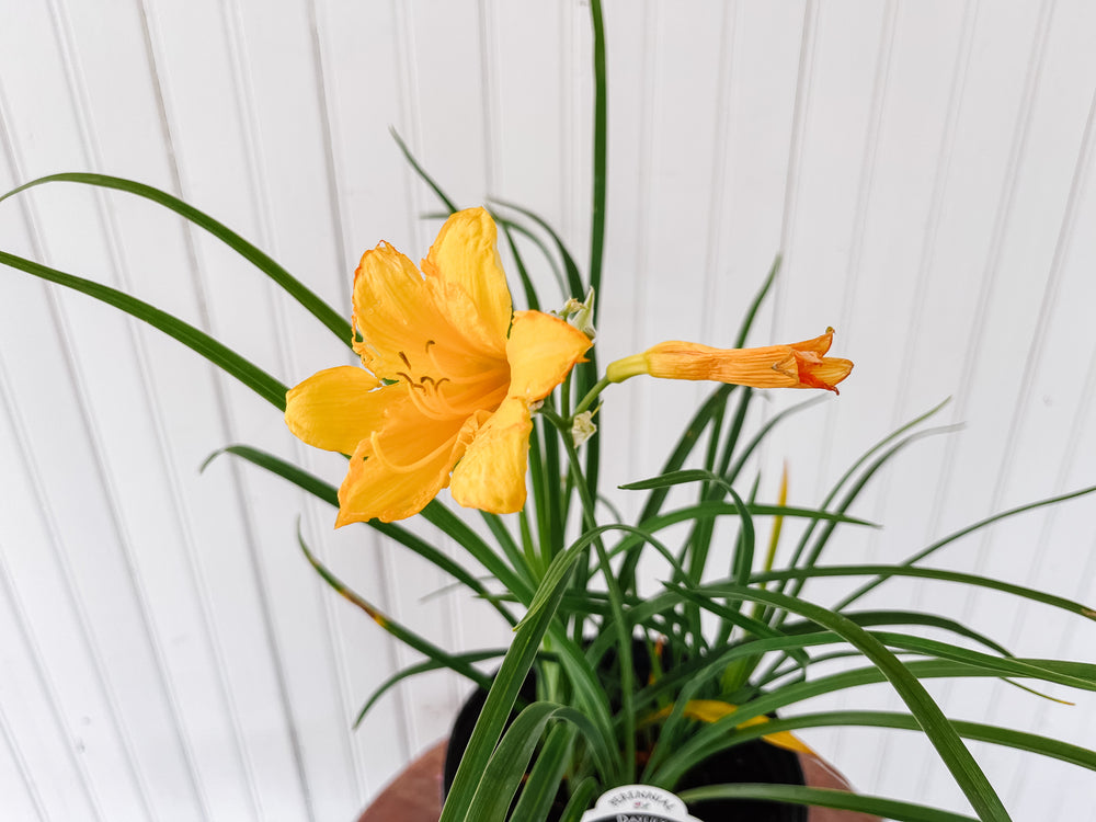 1G Daylily