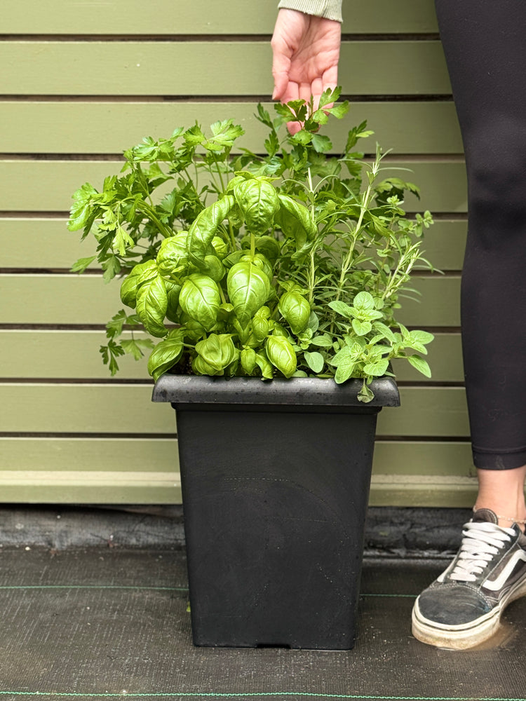 
            
                Load image into Gallery viewer, 10&amp;quot; Herb Planter
            
        