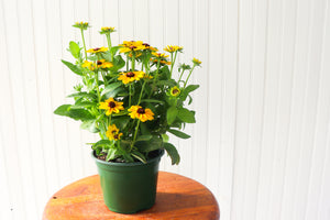 
            
                Load image into Gallery viewer, 6&amp;quot; Rudbeckia (various colours)
            
        