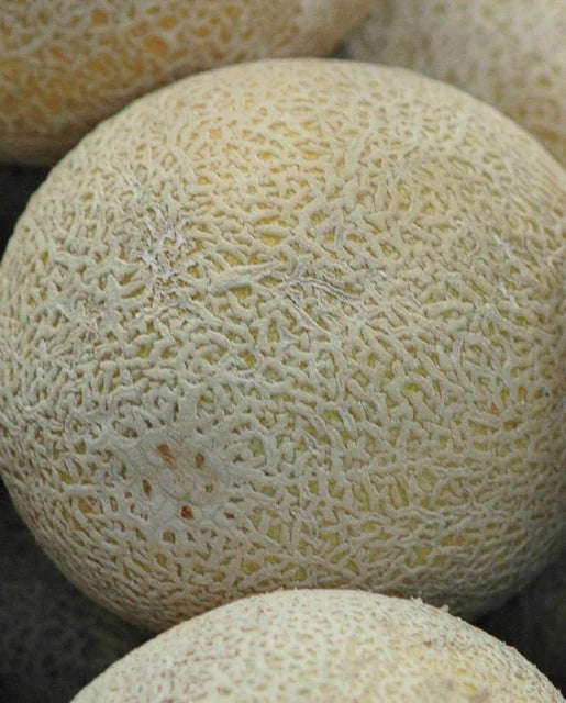 
            
                Load image into Gallery viewer, Home Run Cantaloupe
            
        