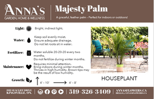 10" Majesty Palm - Transition to Betterness