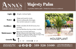 10" Majesty Palm  - Hundred Acre Wood School