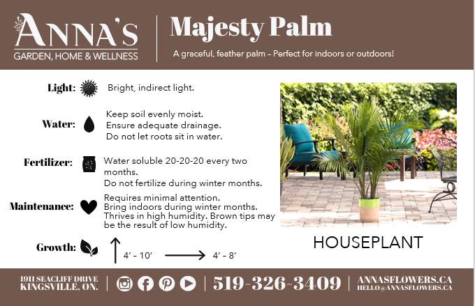10" Majesty Palm  - Canadian Mental Health Association