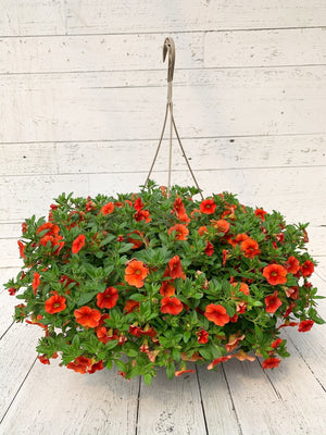 12" Million Bells/Calibrachoa Hanging Basket - Erie Migration District School  - Elementary
