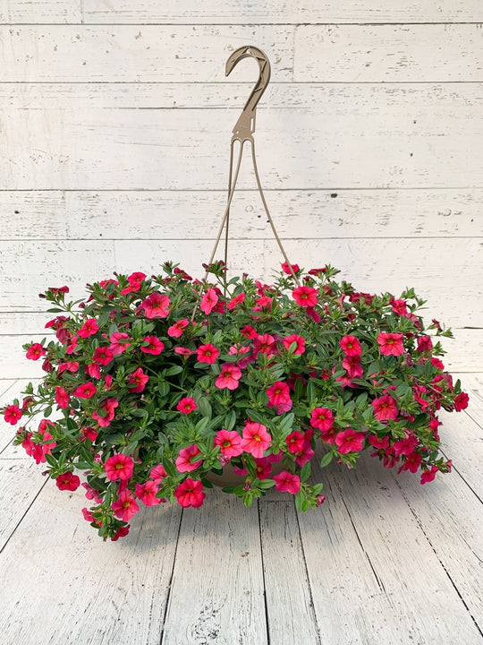 12" Million Bells/Calibrachoa Hanging Basket  - Erie Wildlife Rescue