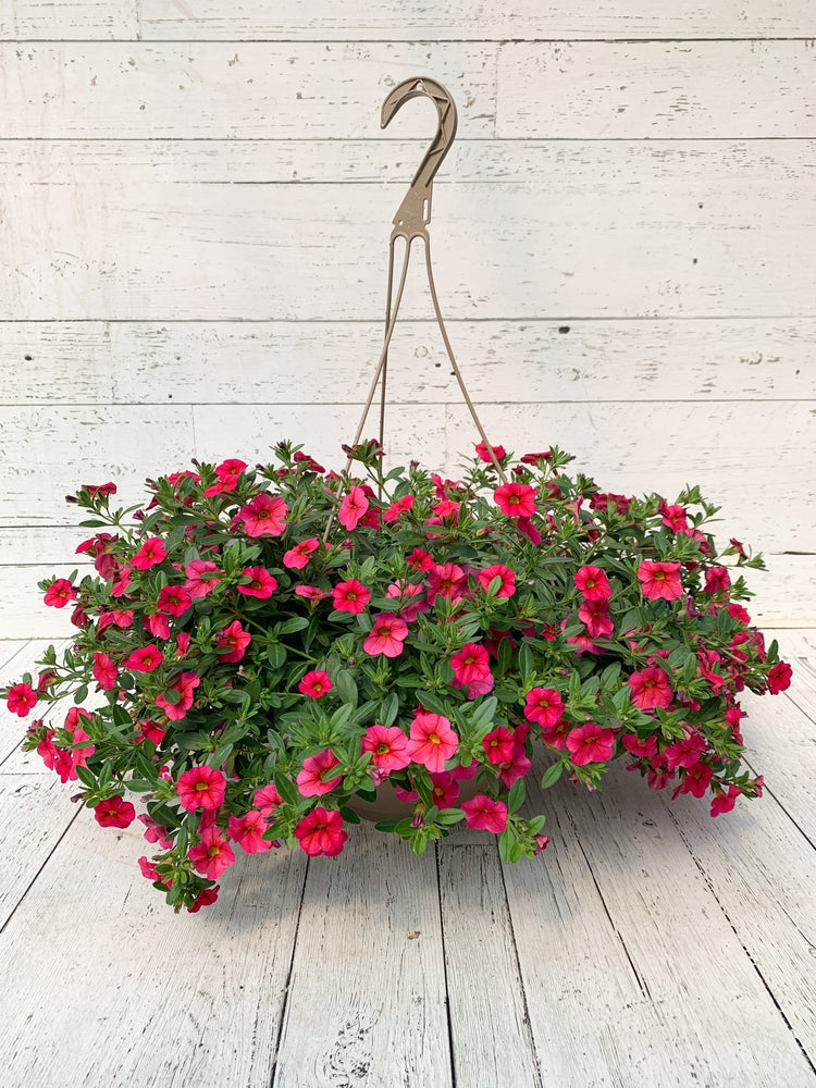 12" Million Bells/Calibrachoa Hanging Basket  - Sandwich Secondary School