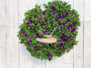 12" Million Bells/Calibrachoa Hanging Basket - Erie Migration District School  - Elementary