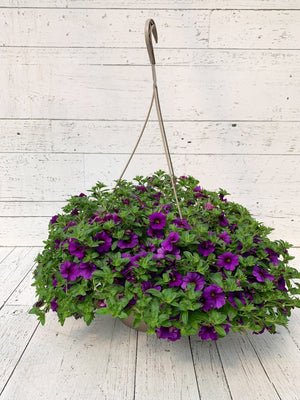 12" Million Bells/Calibrachoa Hanging Basket  - Hundred Acre Wood School
