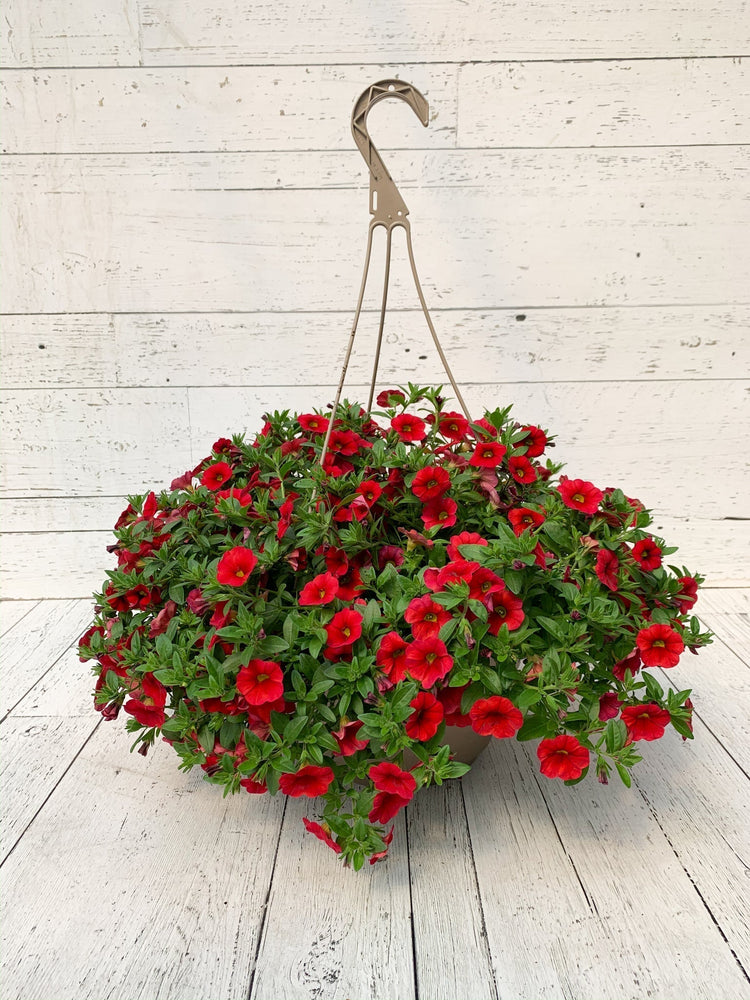 12" Million Bells/Calibrachoa Hanging Basket  - Hundred Acre Wood School