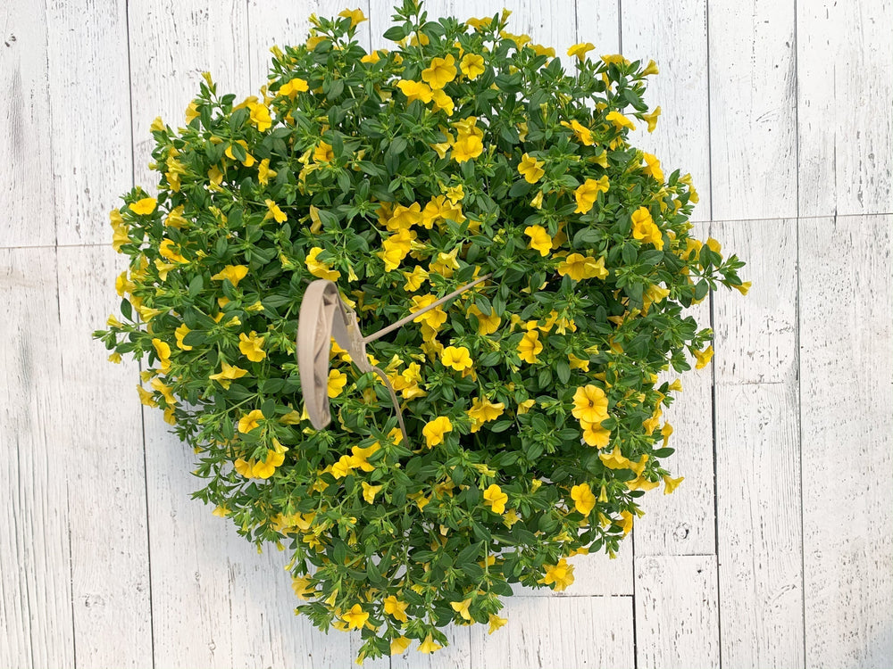 12" Million Bells/Calibrachoa Hanging Basket  - Community Support Centre of Essex County