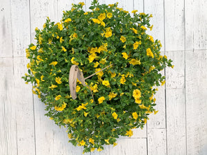 12" Million Bells/Calibrachoa Hanging Basket  - Lakeview Montessori
