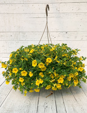 12" Million Bells/Calibrachoa Hanging Basket  - Lakeview Montessori