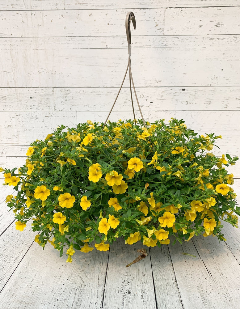 12" Million Bells/Calibrachoa Hanging Basket  - Sandwich Secondary School