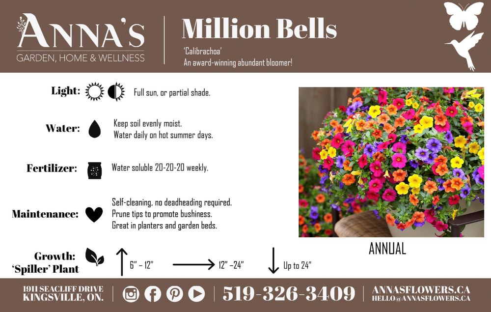 12" Million Bells/Calibrachoa Hanging Basket  - Community Support Centre of Essex County