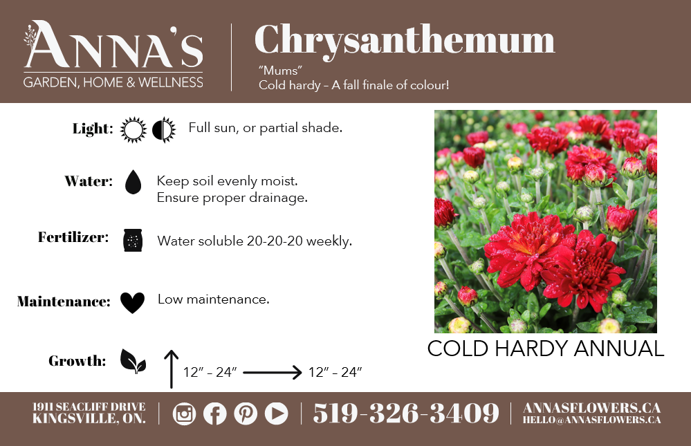 9" Chrysanthemum | Garden "Mum" (Various Colours)
