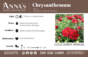 9" Chrysanthemum | Garden "Mum" (Various Colours)