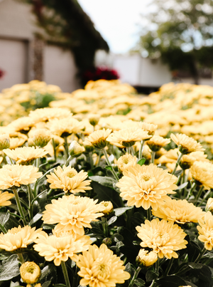 9" Chrysanthemum | Garden "Mum" (Various Colours)