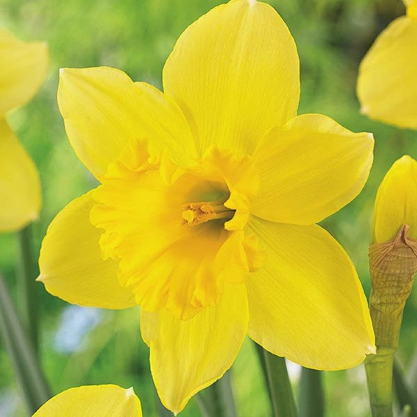 Daffodils Large Cup Carlton Bulbs