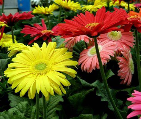 5" Gerbera Daisy  - Lakeview Montessori